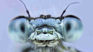 dragonfly biosciences